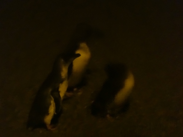Pingüinos borrosos 2